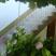 Unterkunft Vella-Herceg Novi, Privatunterkunft im Ort Herceg Novi, Montenegro - SMESTAJ VELLA - Dr Jovana Bijelića 13